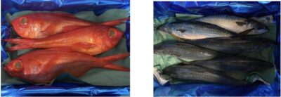 Kinmedai Alfonsino Fish from Toyosu Market