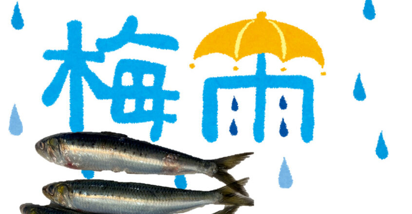 【2021年6月度】梅雨の水を飲んで美味しくなる魚