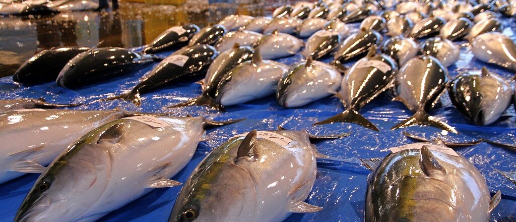 【2021年12月度】冬季限定　冰見寒獅魚
