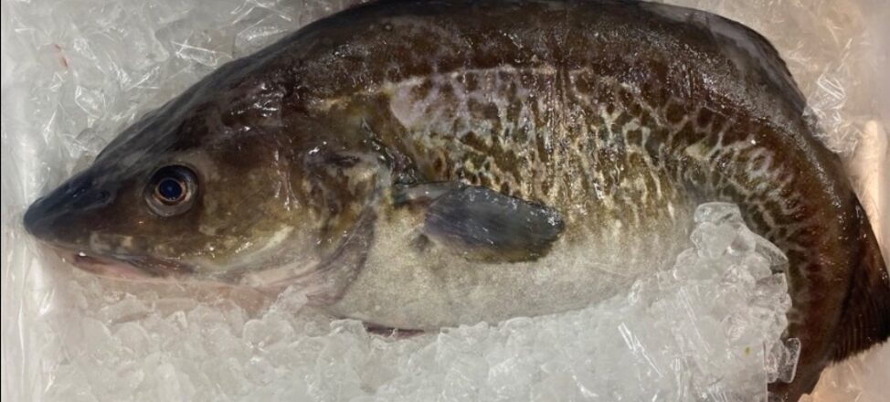 鱈魚就會招來福氣嗎?鱈魚的魅力