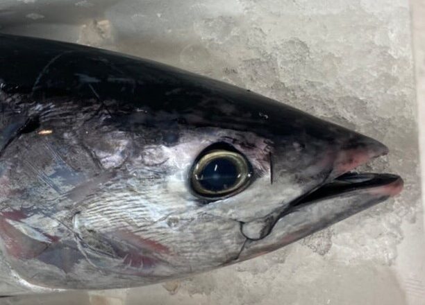 Two high seasons in one year, the fatty skipjack tuna called “Modori-Gatsuo”