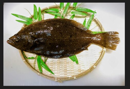 Now is the season! winter flounder