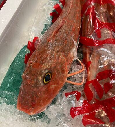 Sea robin, a fish that tastes better than it appearance