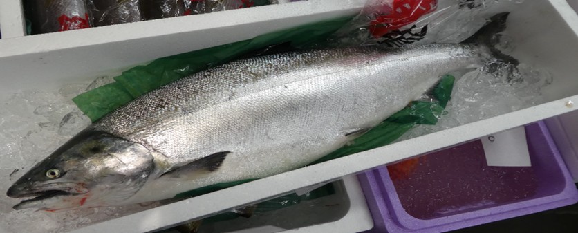 Get closer to the charm of cherry salmon! Beautiful fish shining in nature