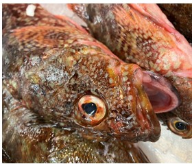 種類が豊富なカサゴの魅力と特徴