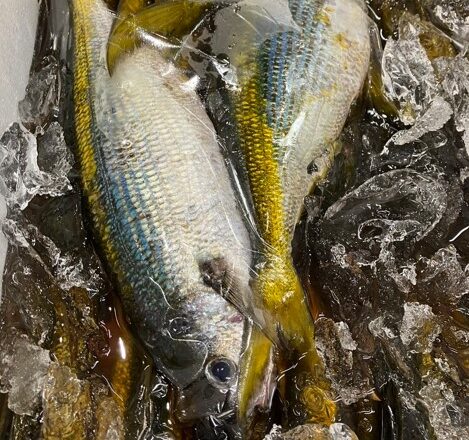 暑い夏の涼しい（見た目の）美味しい魚！